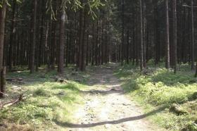 richtige Waldwege