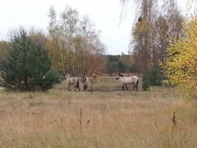Wildpferde in der Schönowern Heide